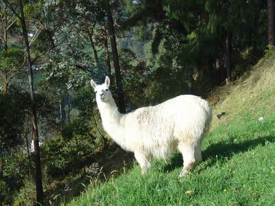 лама у границ Эквадора