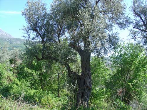 древняя маслина