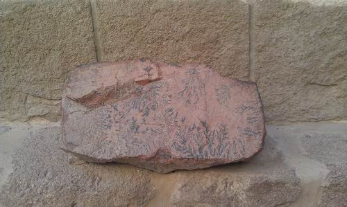 Камень с отпечатками растений