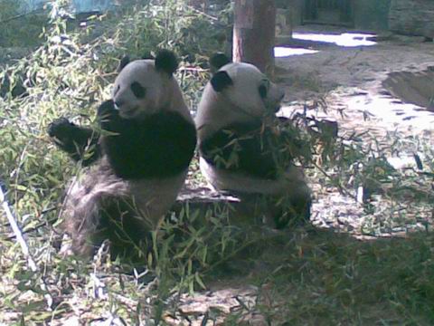 малыши гигантской панды