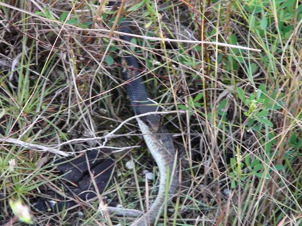 black racer ест banded water snake